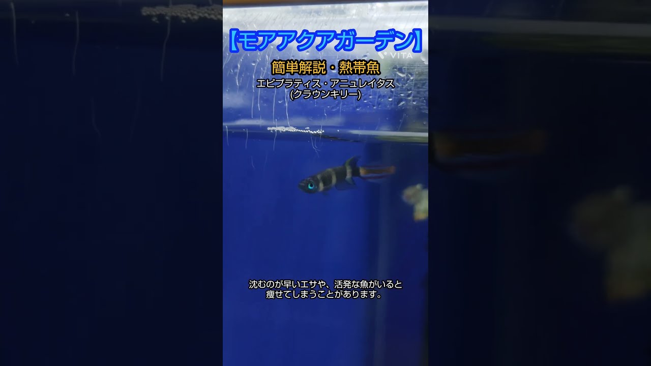 エピプラティス アニュレータス